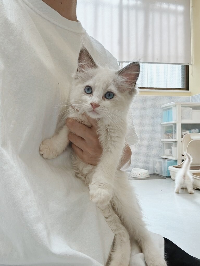 こんぶの画像2