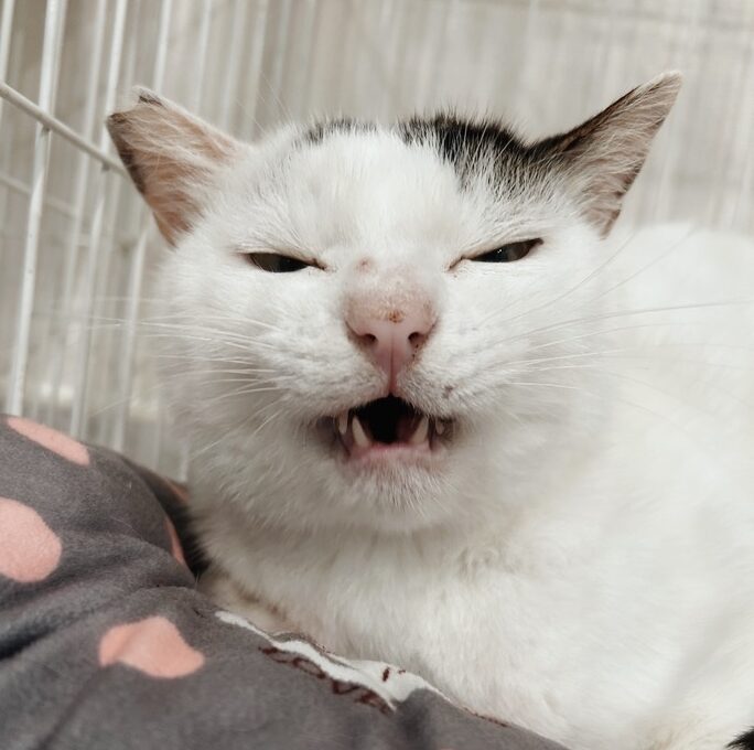 ジャコビの画像2