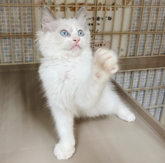 あおさの画像2