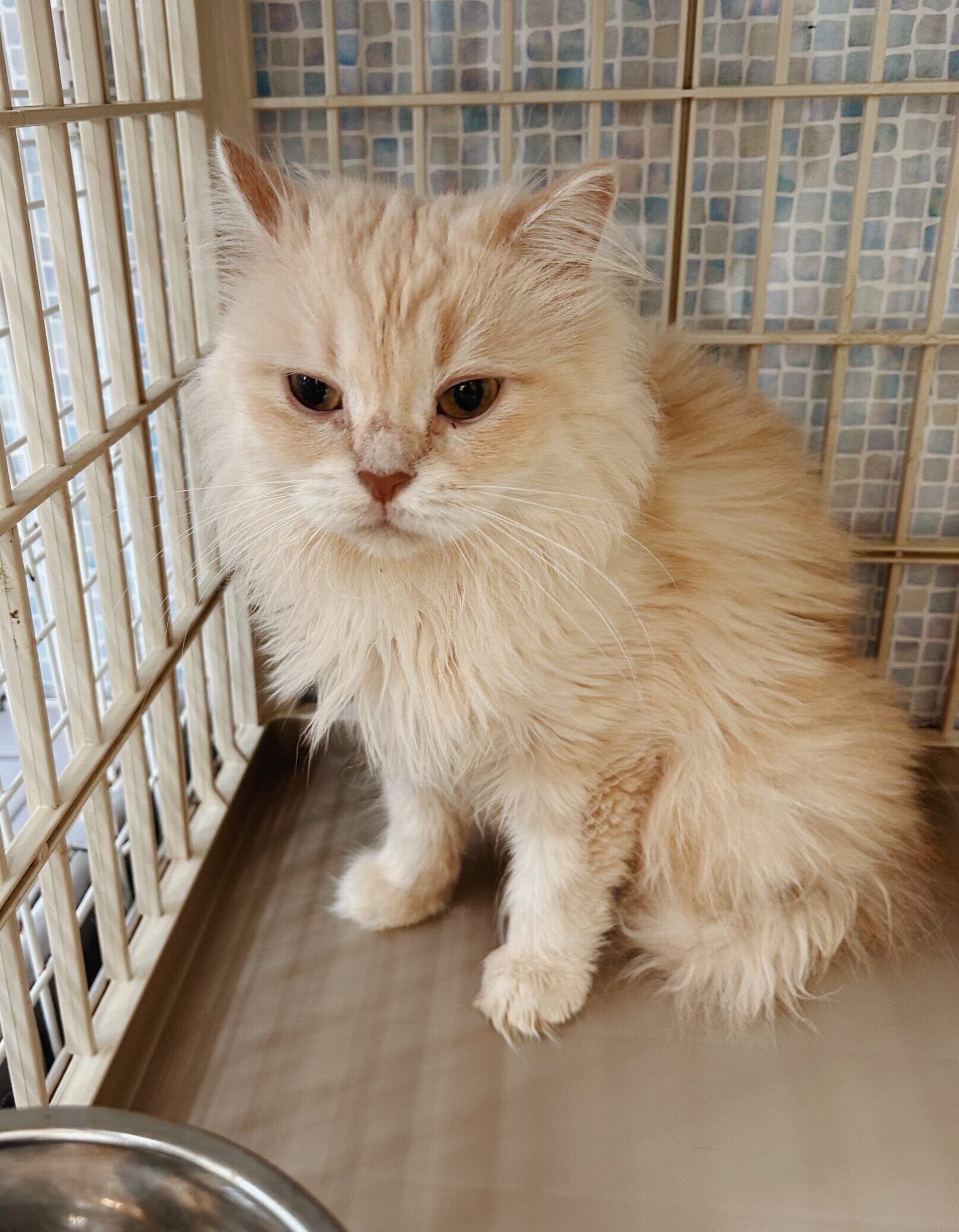 フェンダーの画像3