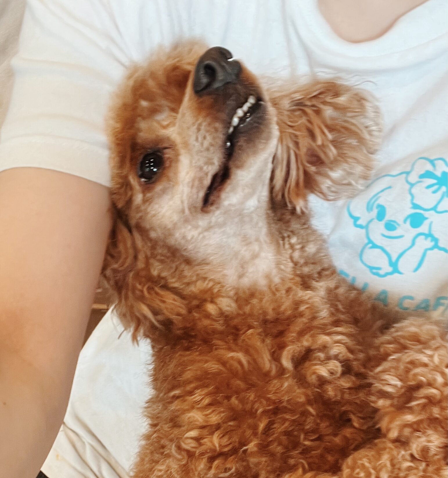 ケットの画像3