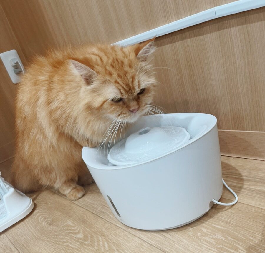シムハの画像3