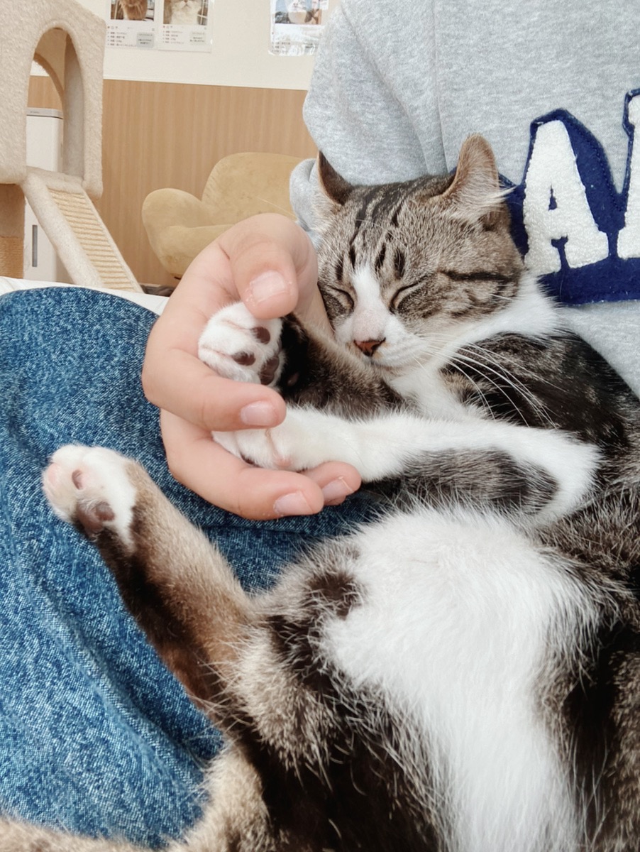 ディライトの画像3