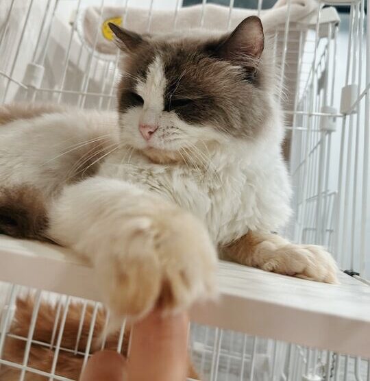 フラッターシャイの画像3