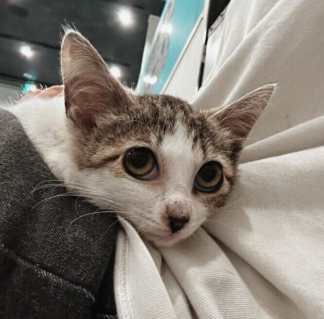 なっとうの画像1