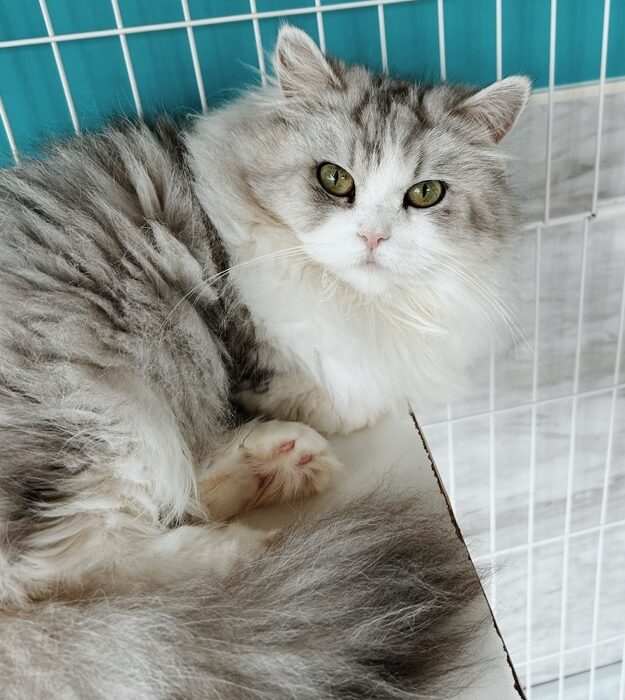 シャイニーの画像3