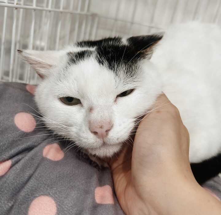 ジャコビの画像3