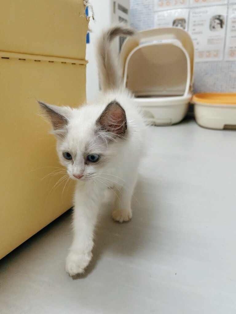 あおさの画像3