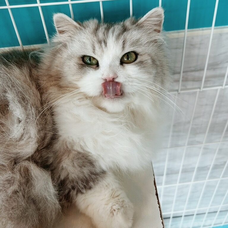 シャイニーの画像2