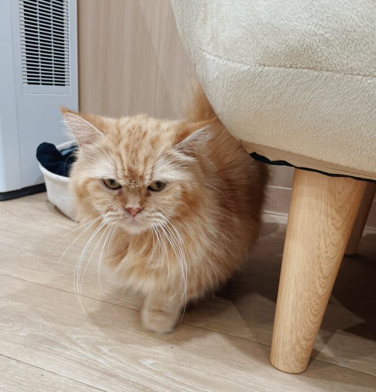 シムハの画像2