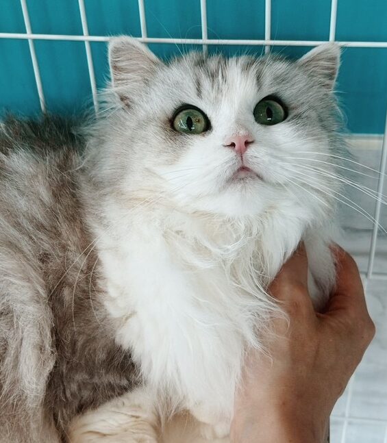 シャイニーの画像1