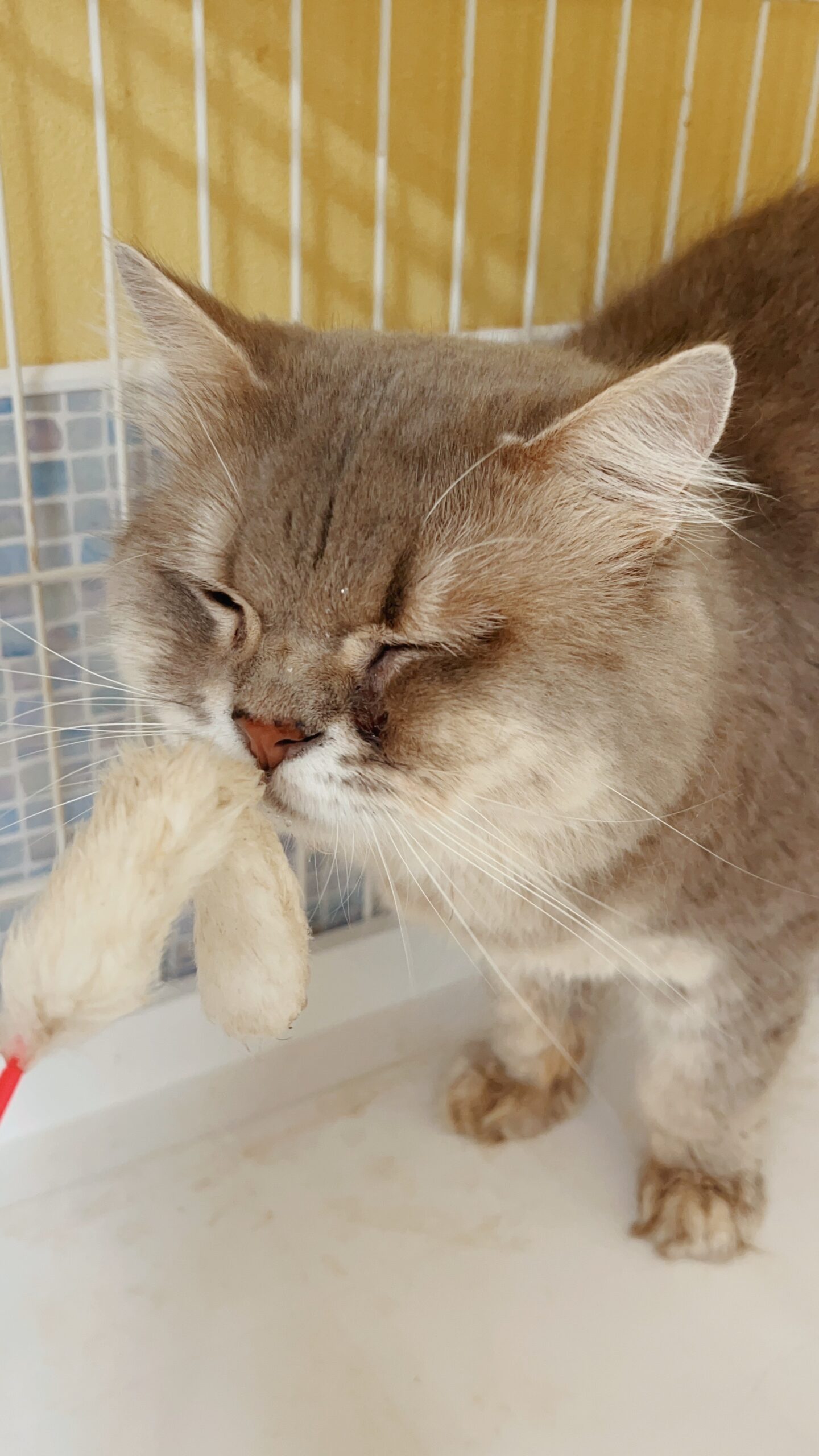 エピフォンの画像1