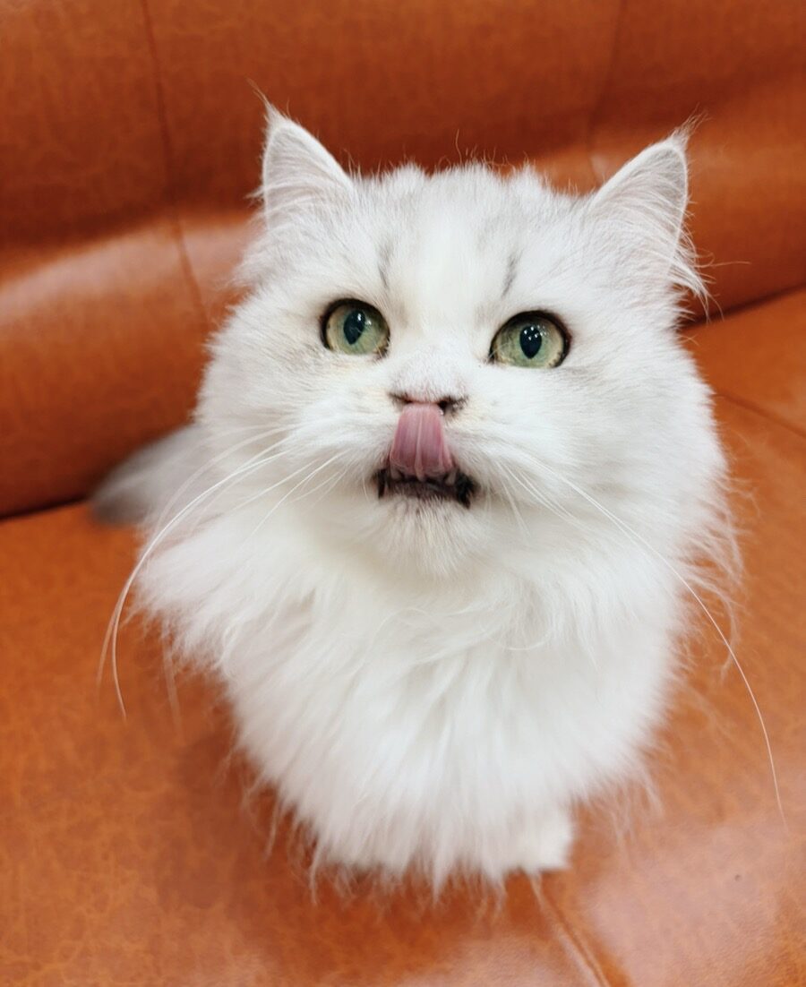 ミラクルの画像2