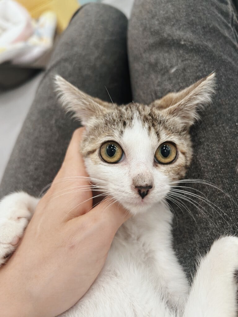 なっとうの画像3