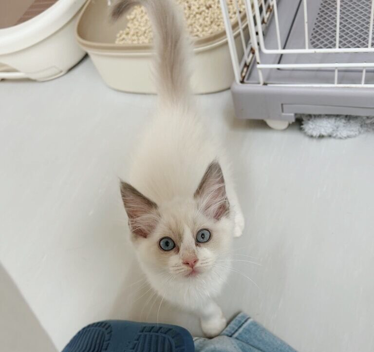 あおさの画像1