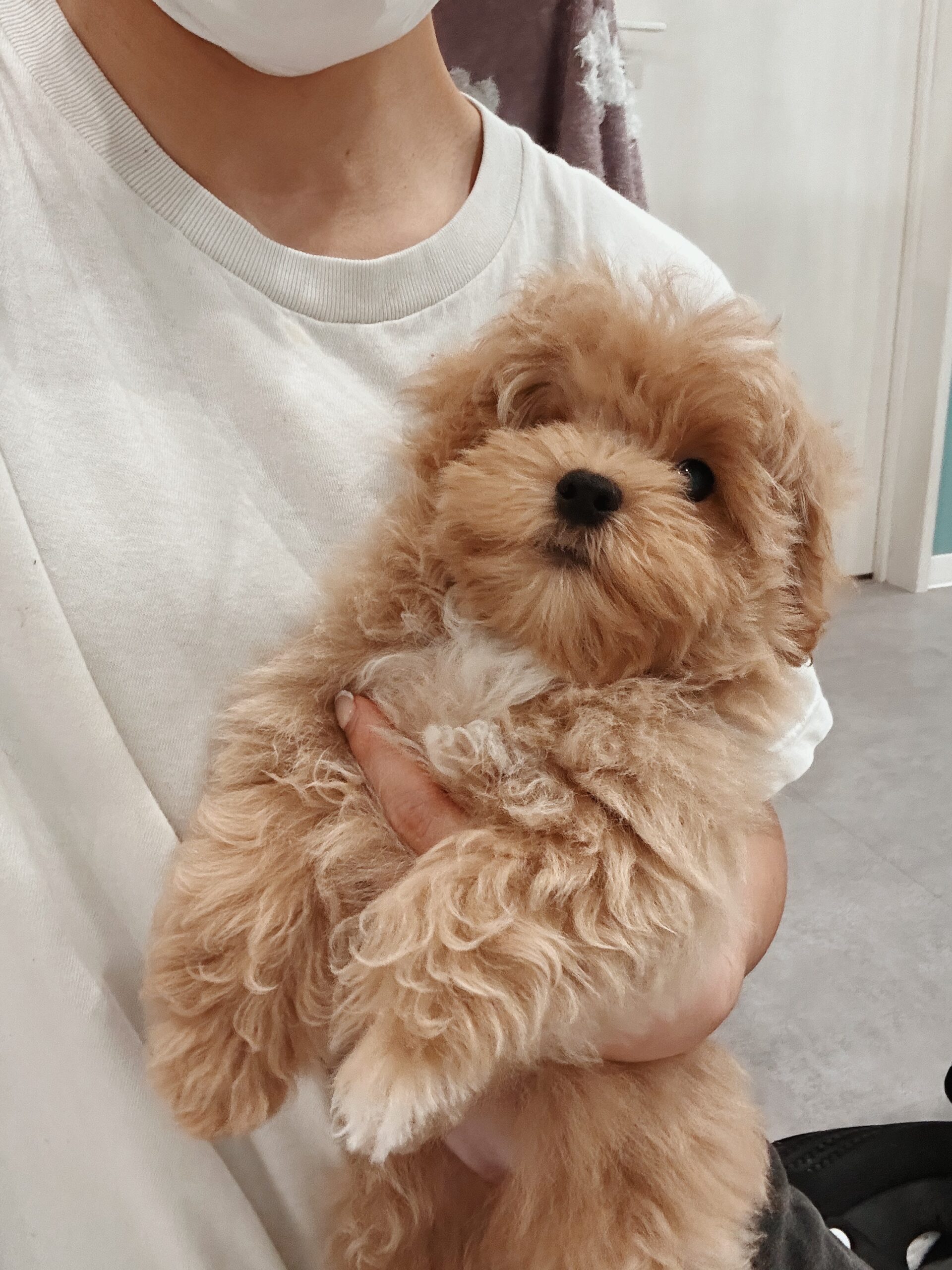 ヘムヘムの画像3