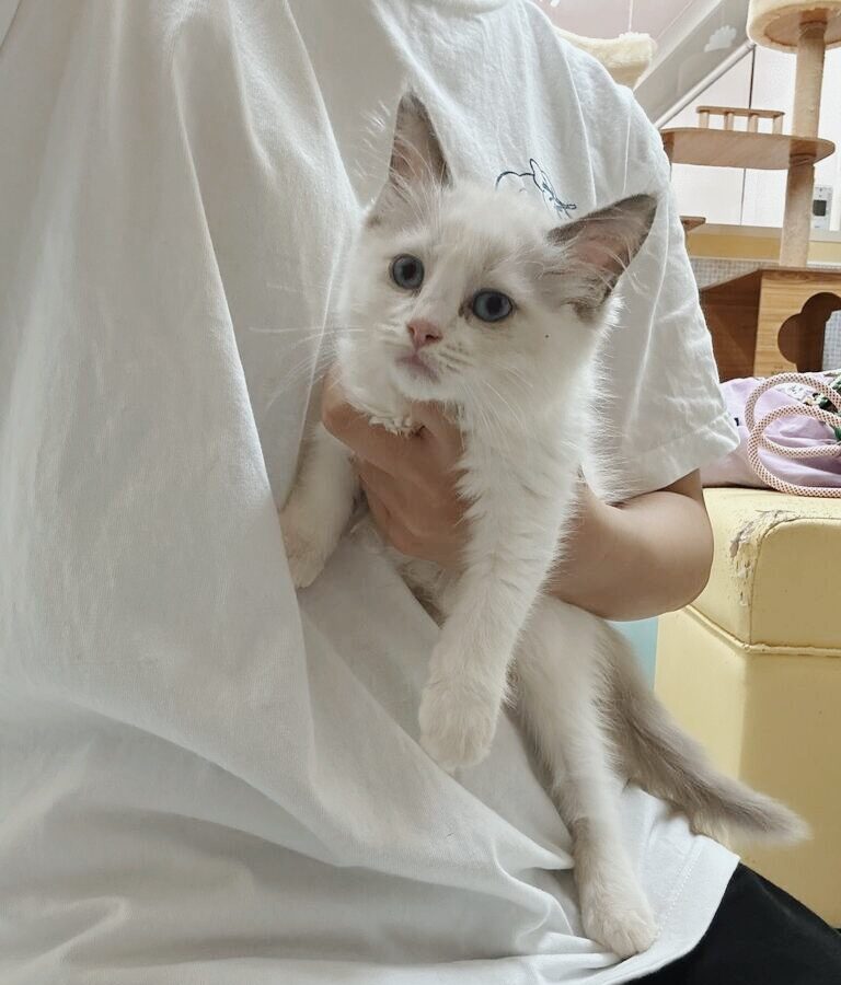 めかぶの画像2