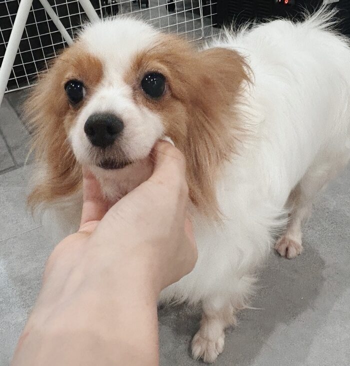ブリュートナーの画像3
