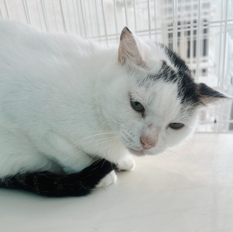ジャコビの画像1