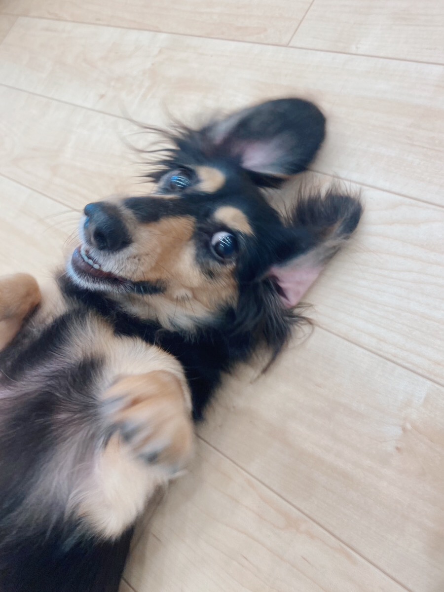 ムッキーの画像1