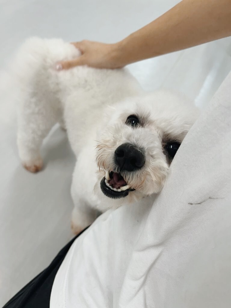 マテ貝の画像2