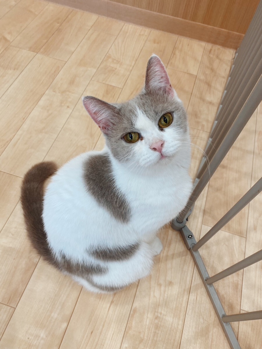 ドアラの画像1