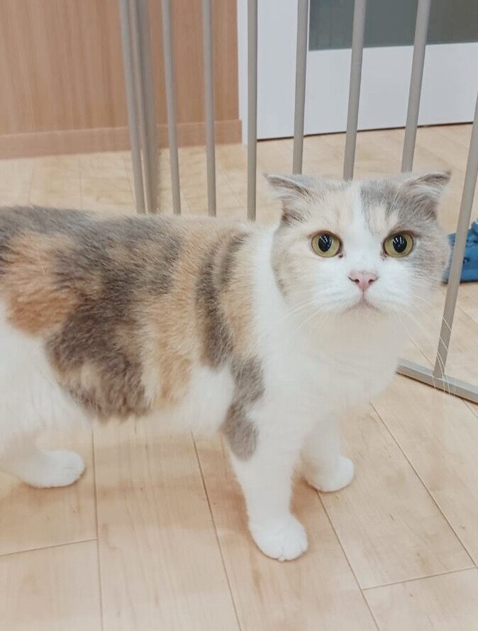 スラィリーの画像1