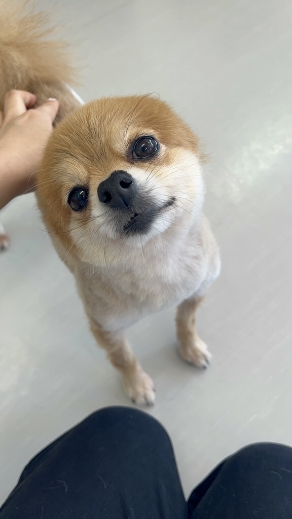 ミーニャの画像2