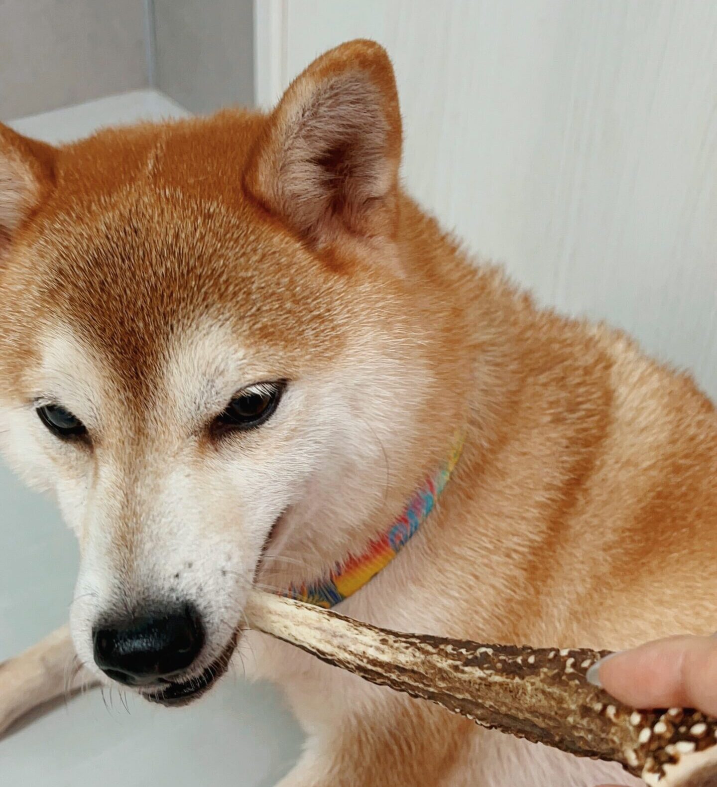 めんみの画像1