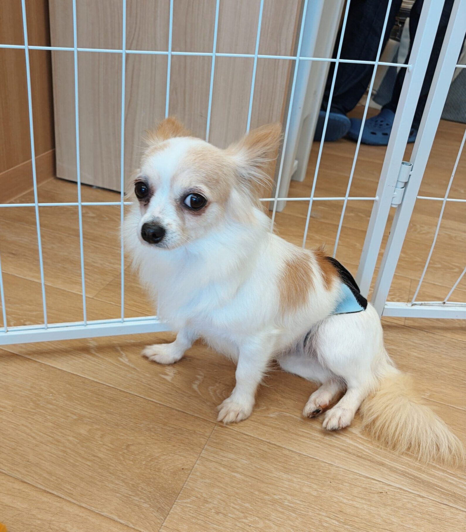 テスラの画像1
