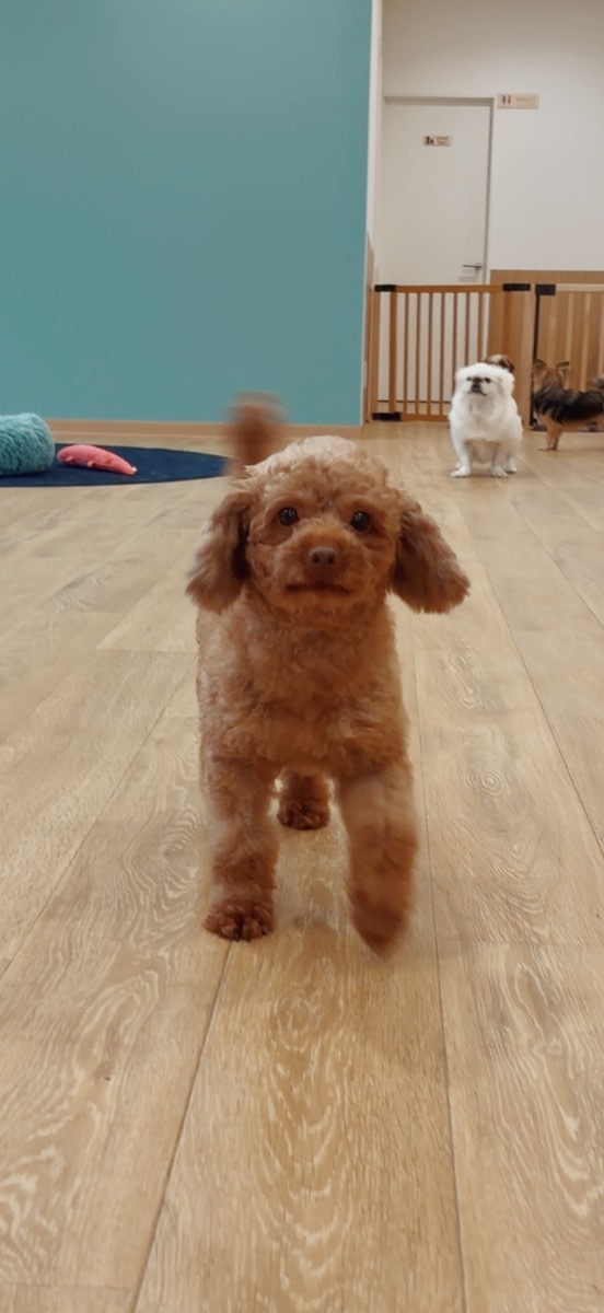 プラッピーの画像1
