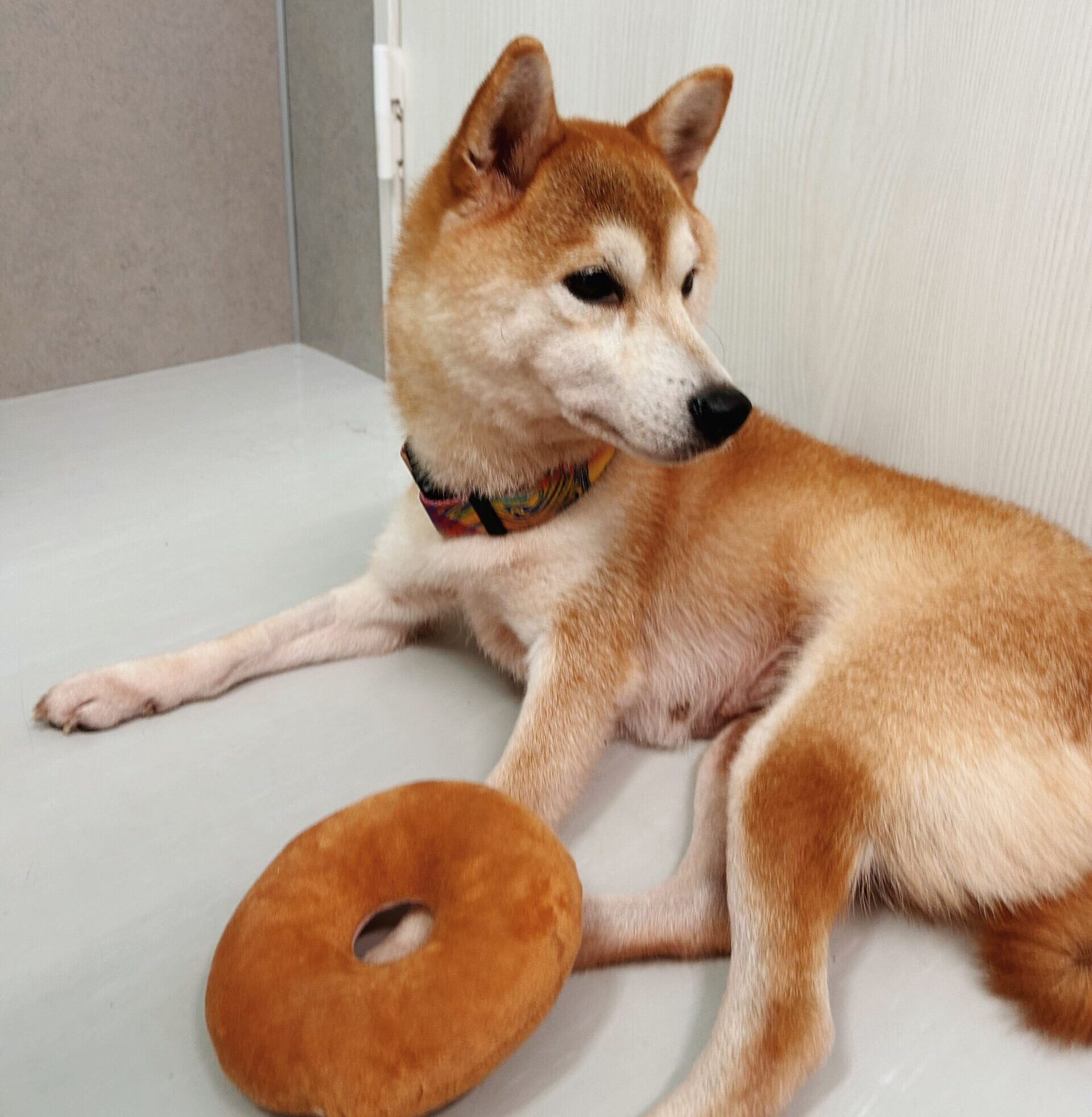 めんみの画像2