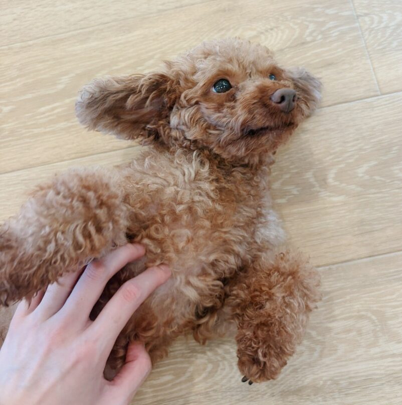 プラッピーの画像2