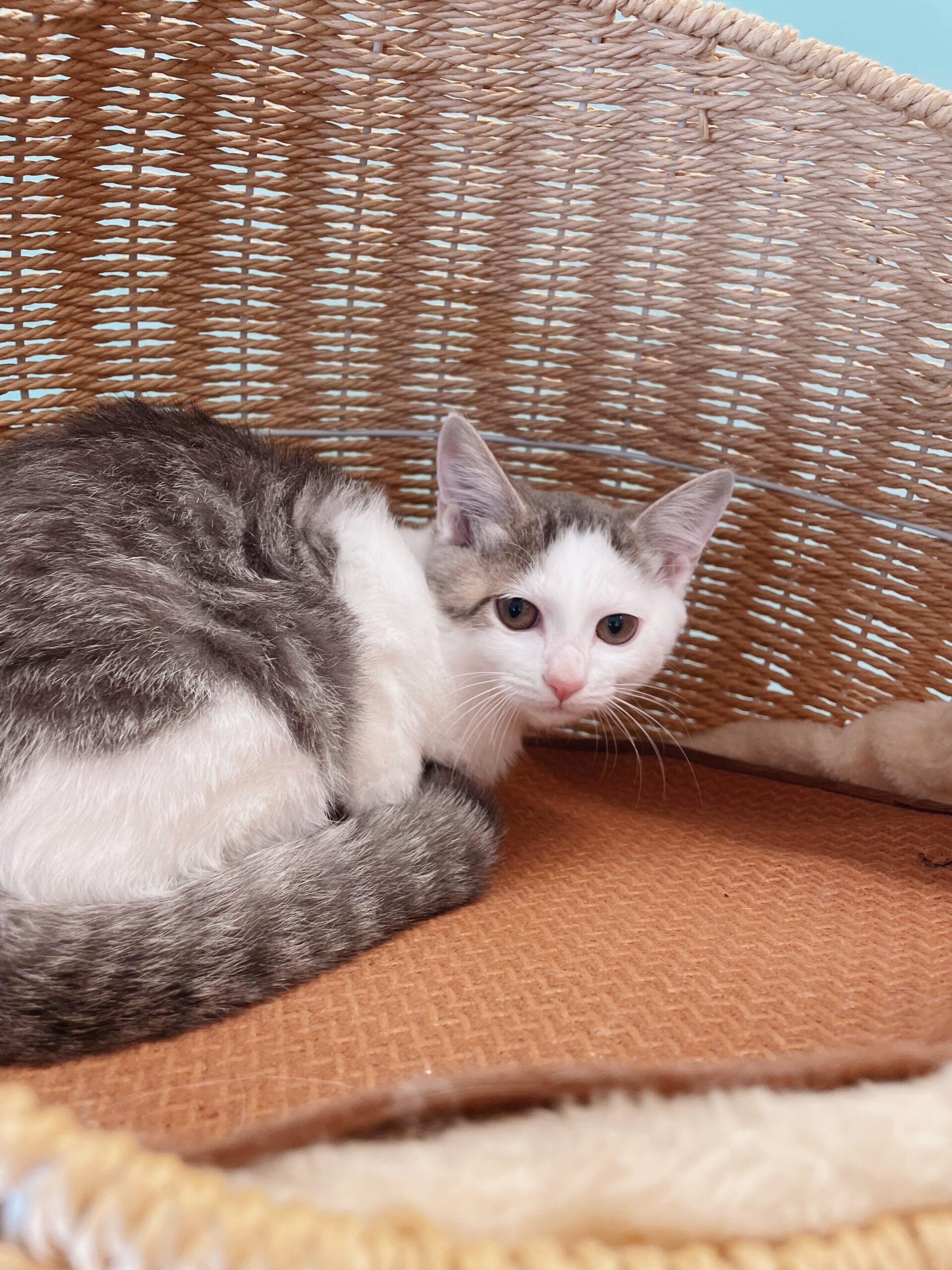 ごま豆腐の画像3