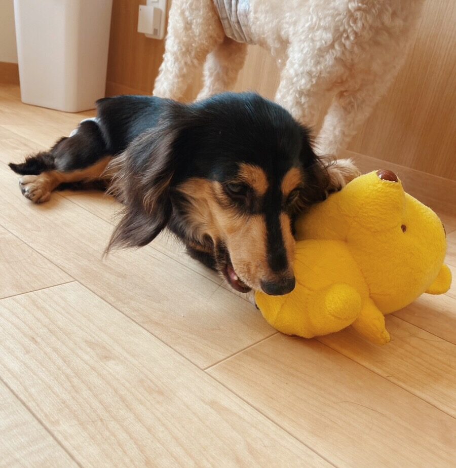 ムッキーの画像3