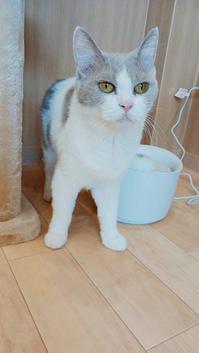 ドアラの画像2