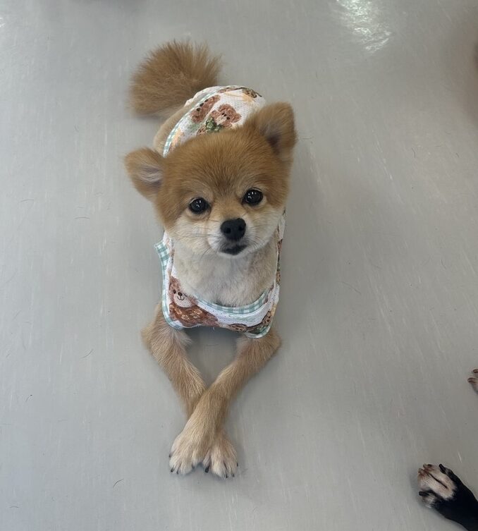 ミーニャの画像3