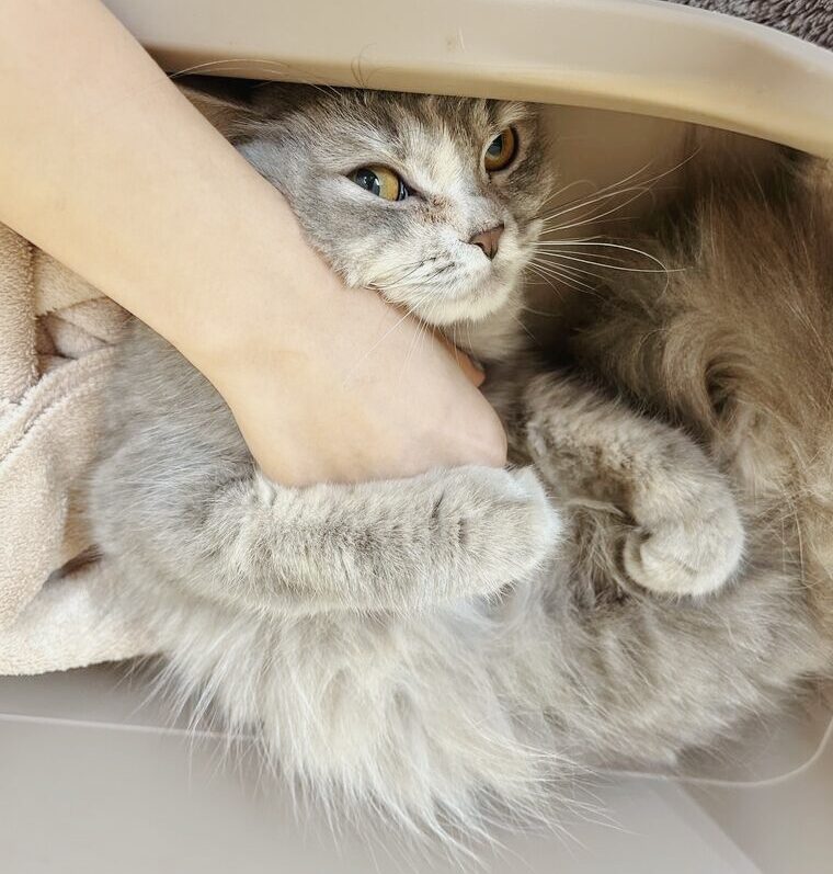 アストンマーティンの画像1