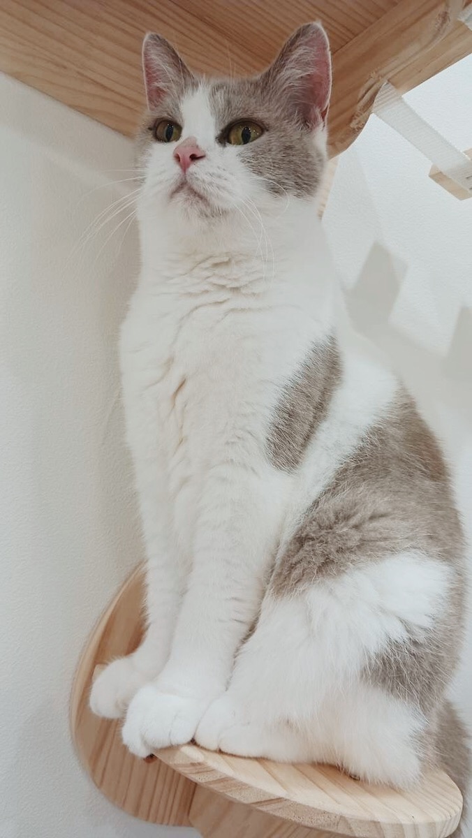 ドアラの画像3