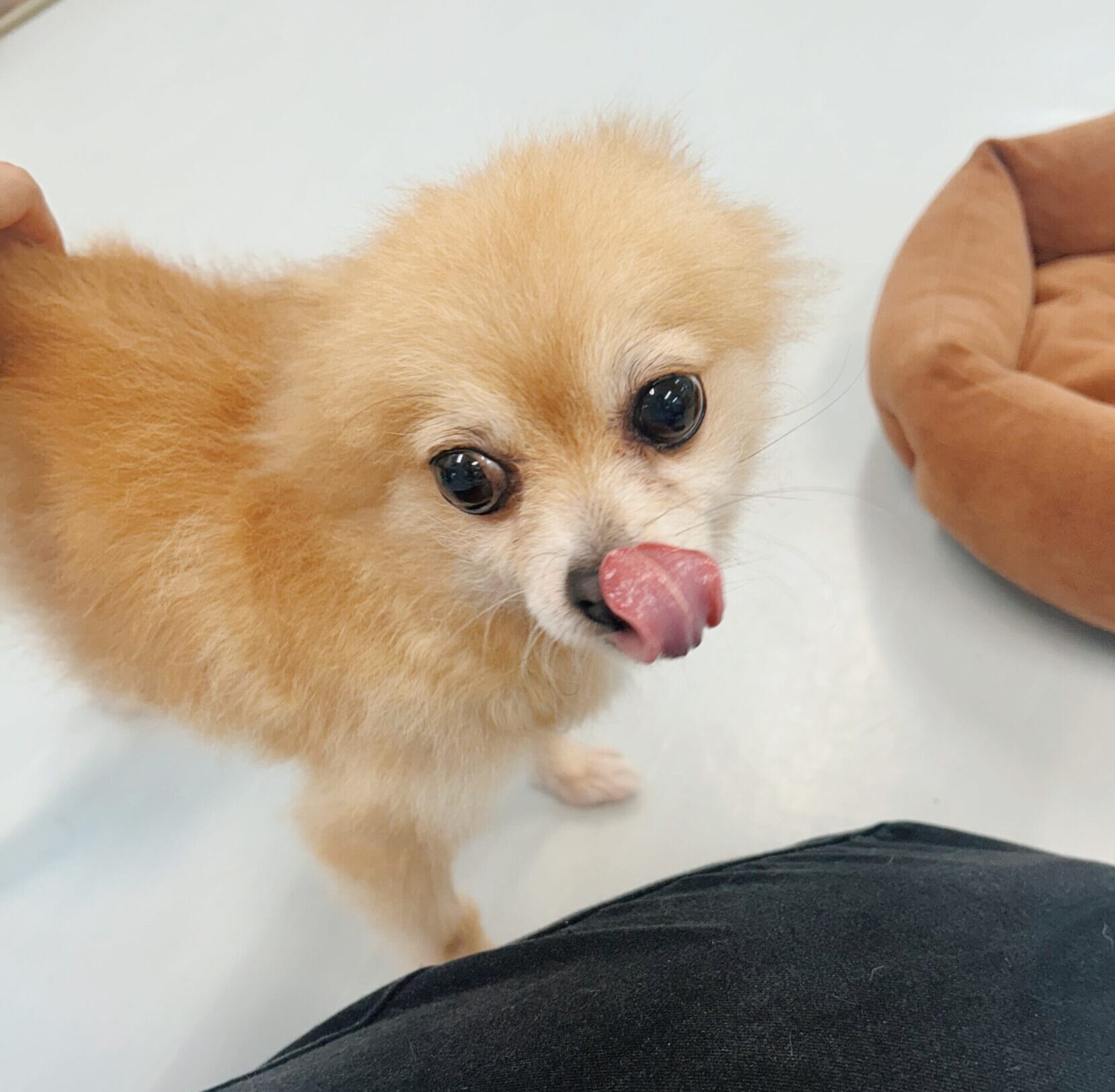 どんどろけの画像3