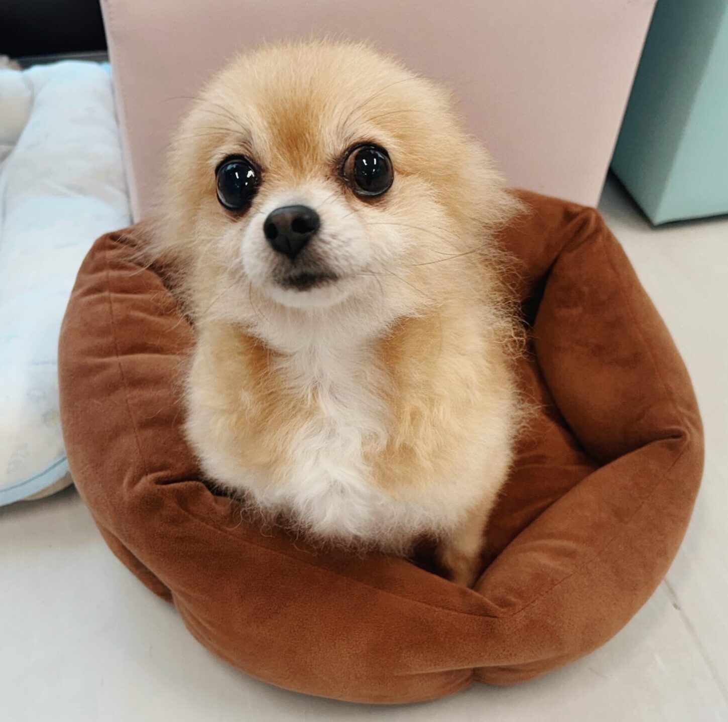 どんどろけの画像2