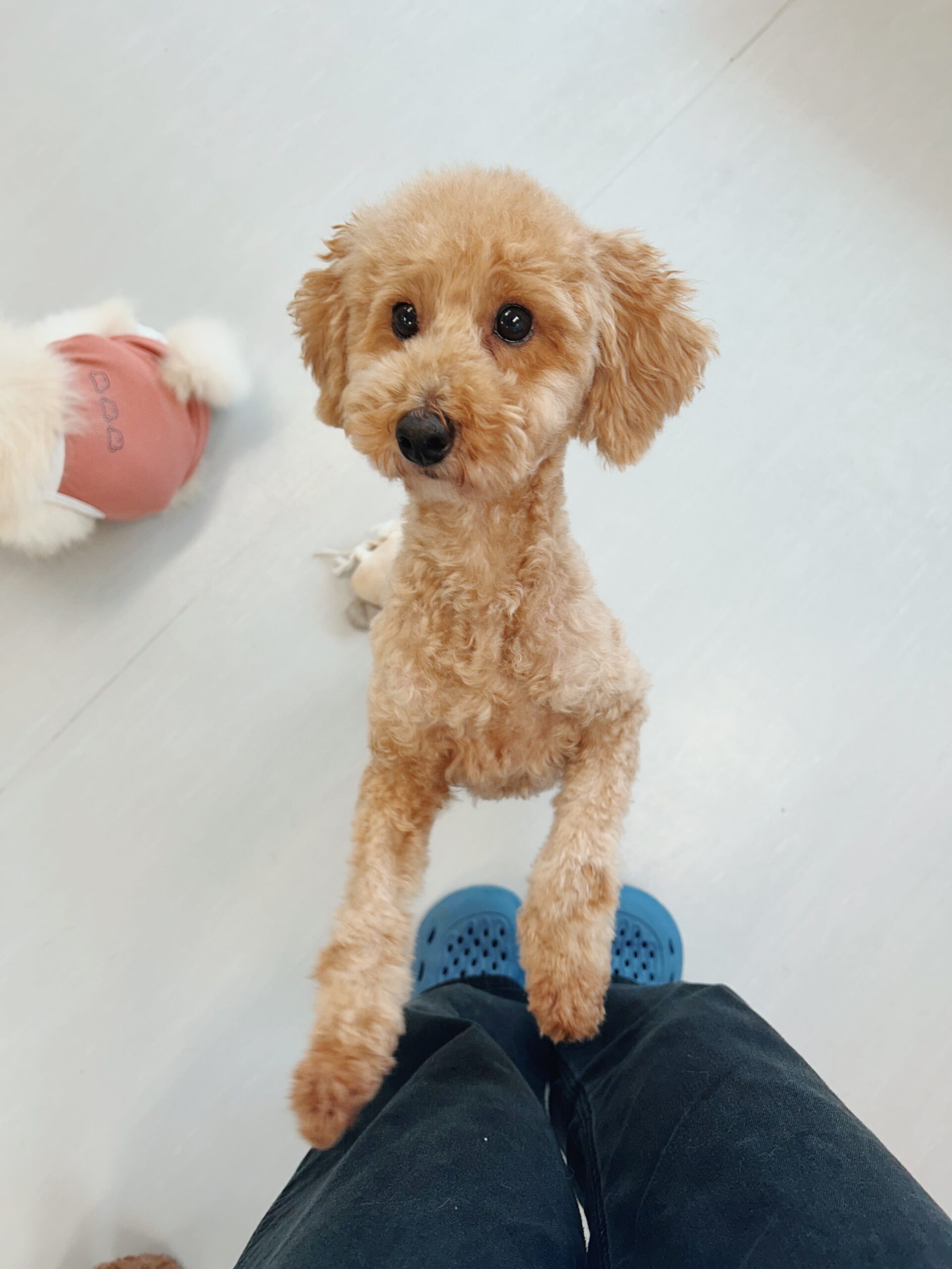 おもぞうの画像1