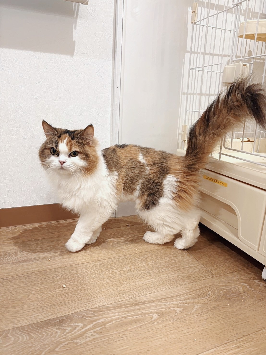 ゼニスの画像1