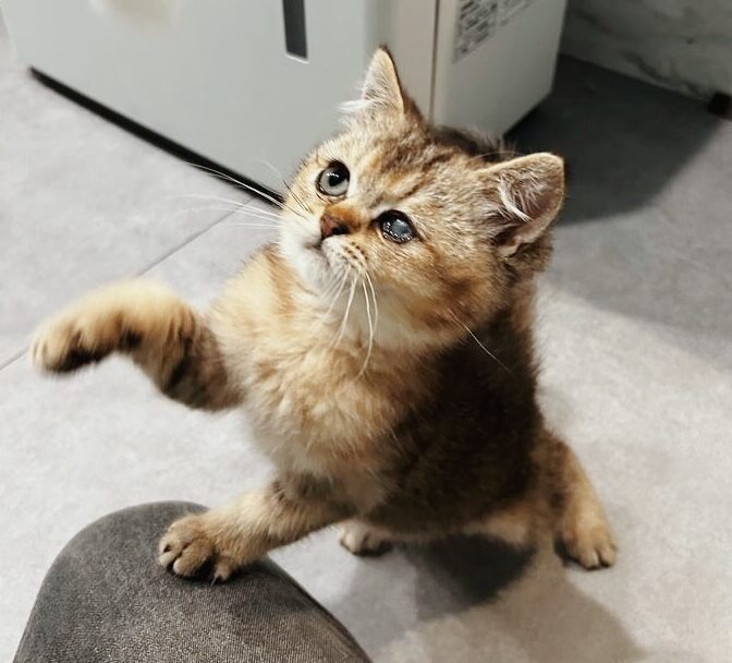 よるの画像3