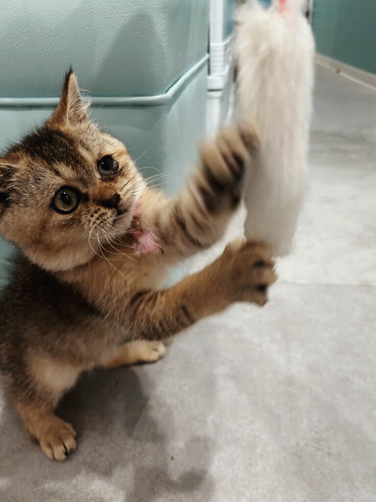 あさの画像1