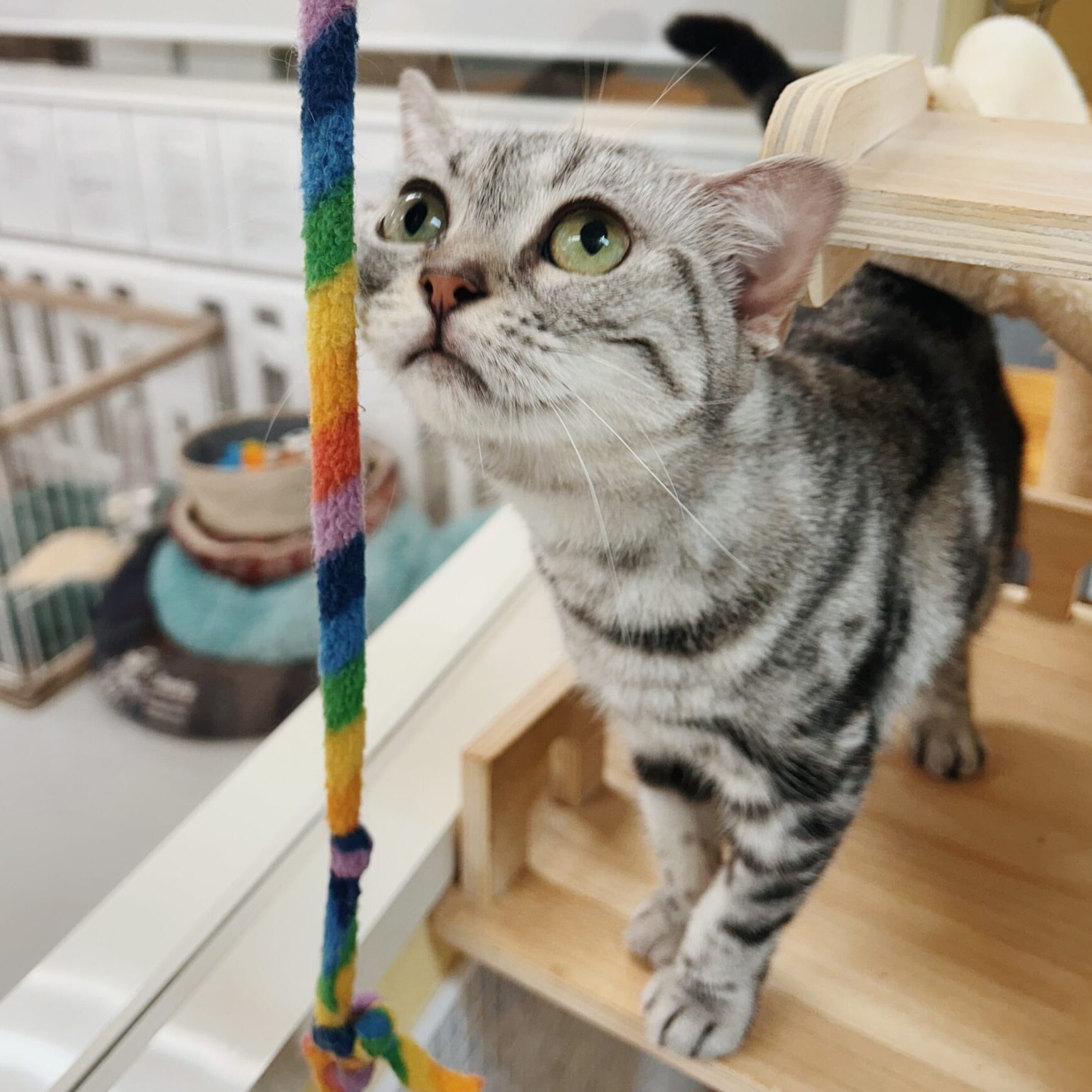 ヒュンメルの画像3