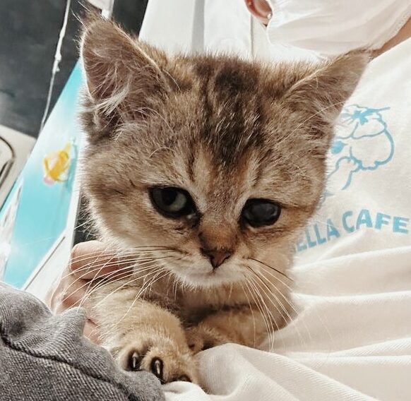 よるの画像2