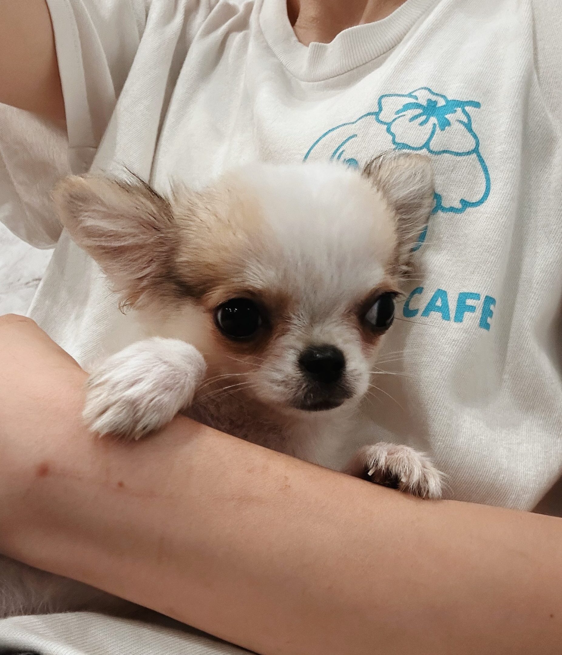 ぐでたまの画像1