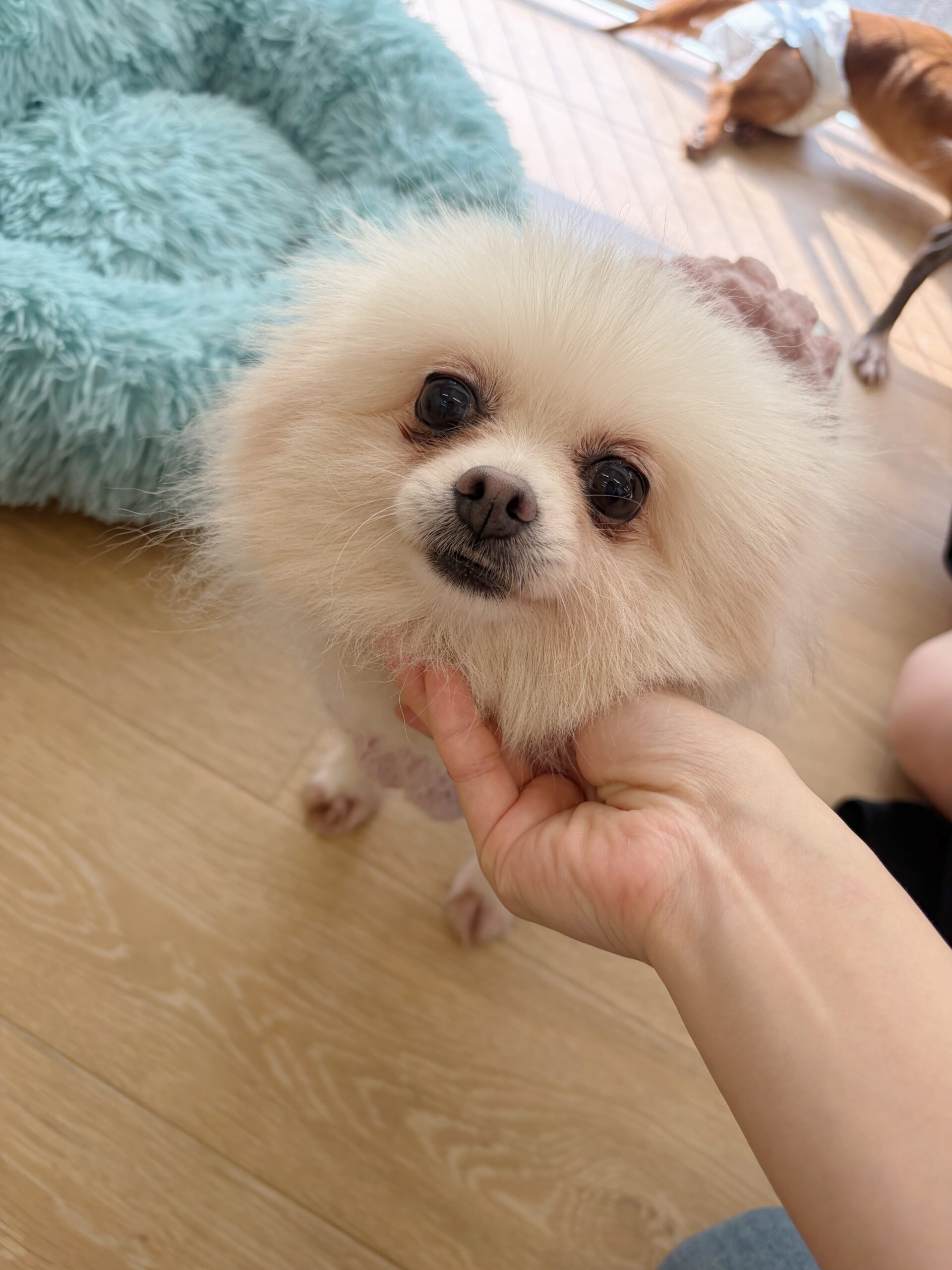 シッポナの画像1