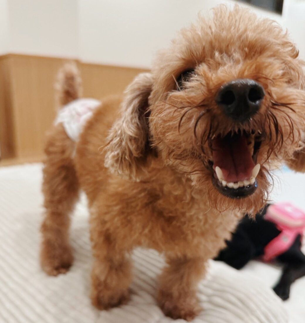 ぐりりの画像2